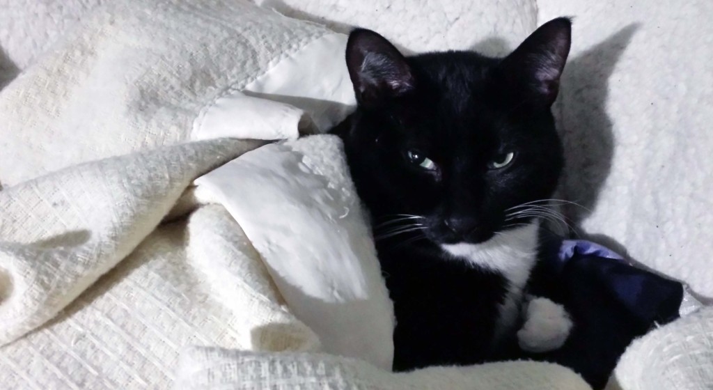 A tuxedo cat curled up with a white blanket.