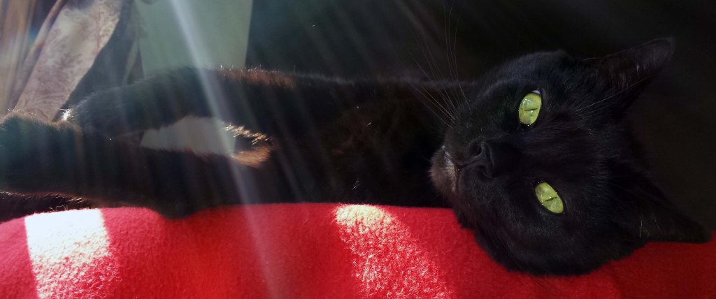 A black cat with green eyes lying on his side on a red blanket with sunbeams shining down on him.