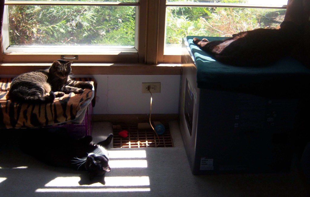 A tabby lying on a box draped with a tiger-stripe towel on the left. A tuxedo cat on his back on the floor by her, and a black cat on a box draped with a green blanket. They're all by a sunlit window.