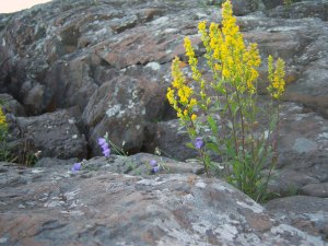 Yellow and purple flowers growing out of rocks